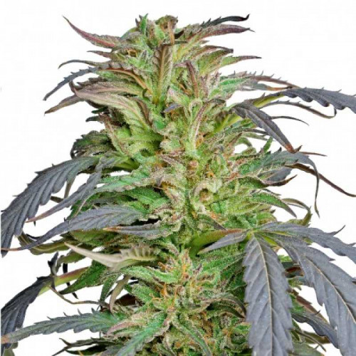 Auto Kush Feminised (поштучно) семена конопли: фото, характеристики, отзывы, описание Auto Kush Feminised (поштучно) семена конопли: фото, характеристики, отзывы, описание