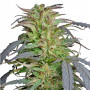 Auto Kush Feminised (поштучно) семена конопли: фото, характеристики, отзывы, описание Auto Kush Feminised (поштучно) семена конопли: фото, характеристики, отзывы, описание