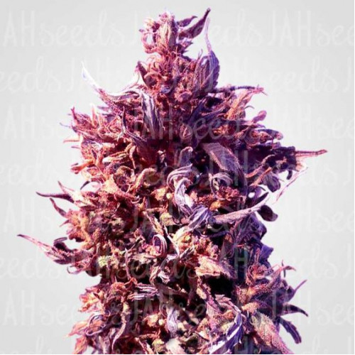 Auto Red Poison Feminised (поштучно) семена конопли: фото, характеристики, отзывы, описание