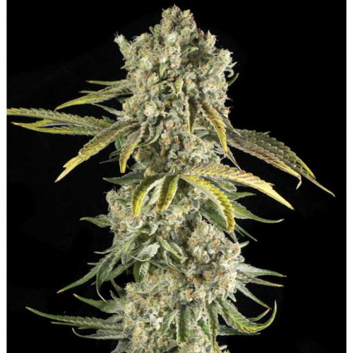 Hindu Kush Feminised (поштучно) семена конопли: фото, характеристики, отзывы, описание