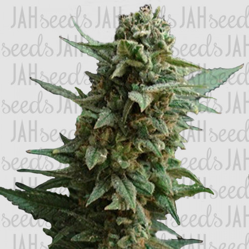 Northern Lights Feminised (поштучно) семена конопли: фото, характеристики, отзывы, описание Northern Lights Feminised (поштучно) семена конопли: фото, характеристики, отзывы, описание