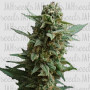 Northern Lights Feminised (поштучно) семена конопли: фото, характеристики, отзывы, описание Northern Lights Feminised (поштучно) семена конопли: фото, характеристики, отзывы, описание