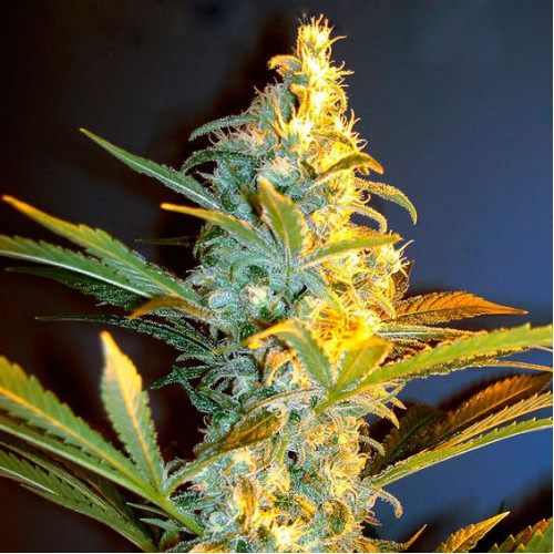 Orange Bud Feminised (поштучно) насіння конопель: фото, характеристики, відгуки, опис