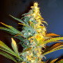 Orange Bud Feminised (поштучно) насіння конопель: фото, характеристики, відгуки, опис