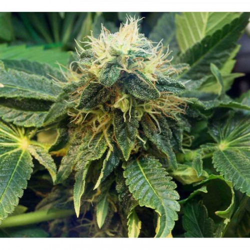 Mazar Feminised (поштучно) семена конопли: фото, характеристики, отзывы, описание