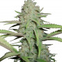 OG Kush Feminised (поштучно) насіння конопель: фото, характеристики, відгуки, опис OG Kush Feminised (поштучно) насіння конопель: фото, характеристики, відгуки, опис