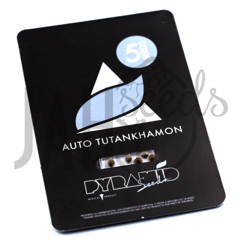 Auto Tutankhamon Feminised насіння конопель: фото, характеристики, відгуки, опис