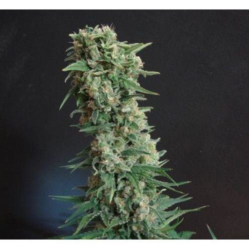 Auto AK Feminised (поштучно)	 насіння конопель: фото, характеристики, відгуки, опис