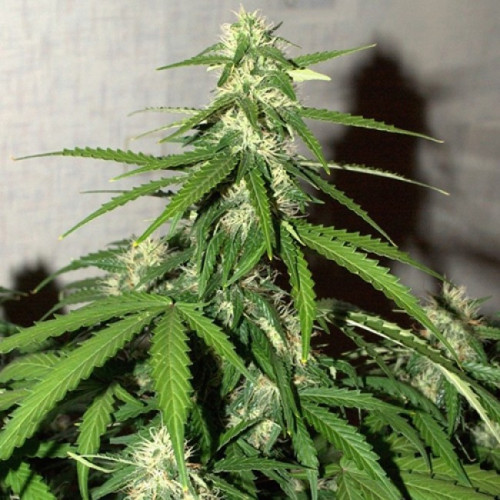 Auto Big Bud Feminised (поштучно) насіння конопель: фото, характеристики, відгуки, опис