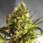 Auto Big Devil Feminised (поштучно) семена конопли: фото, характеристики, отзывы, описание