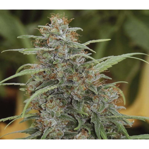 Auto Bomb Feminised (поштучно) семена конопли: фото, характеристики, отзывы, описание
