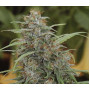 Auto Bomb Feminised (поштучно) семена конопли: фото, характеристики, отзывы, описание