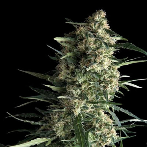 Auto Critical Kush Feminised (поштучно) семена конопли: фото, характеристики, отзывы, описание