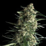 Auto Critical Kush Feminised (поштучно) семена конопли: фото, характеристики, отзывы, описание