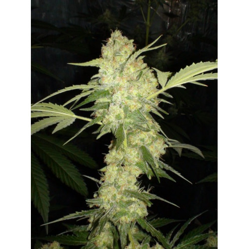 Auto Jack Herer Feminised (поштучно) семена конопли: фото, характеристики, отзывы, описание