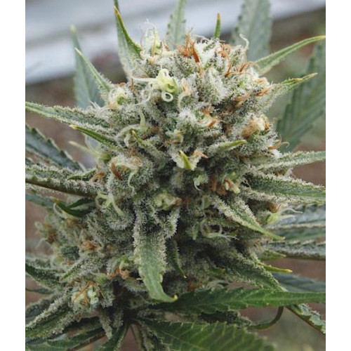 Auto Lemon Haze Feminised (поштучно) семена конопли: фото, характеристики, отзывы, описание
