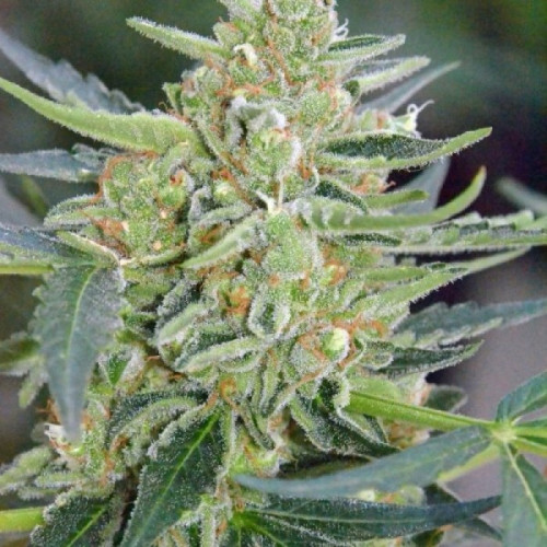 Auto Mazar Feminised (поштучно) семена конопли: фото, характеристики, отзывы, описание
