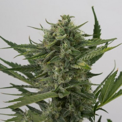 Auto OG Kush Feminised (поштучно) семена конопли: фото, характеристики, отзывы, описание