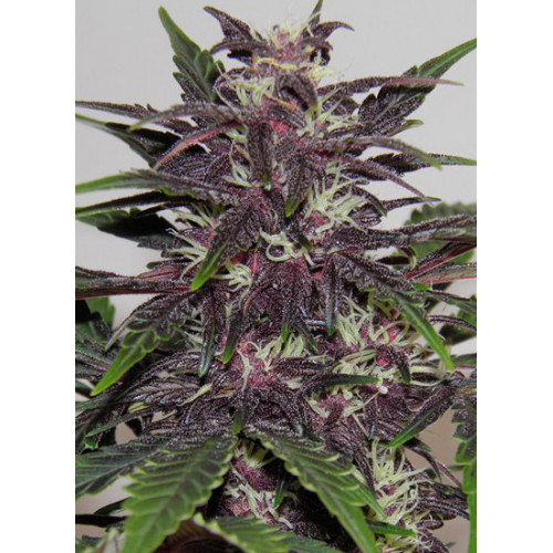 Auto Purple Kush Feminised (поштучно) насіння конопель: фото, характеристики, відгуки, опис