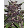 Auto Purple Kush Feminised (поштучно) насіння конопель: фото, характеристики, відгуки, опис