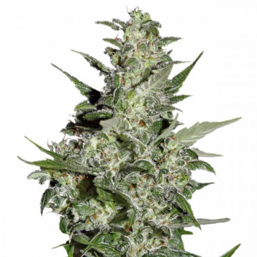 Auto Super Critical Feminised (поштучно) насіння конопель: фото, характеристики, відгуки, опис