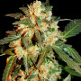 Auto Tutankhamon Feminised (поштучно) семена конопли: фото, характеристики, отзывы, описание