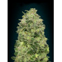 Auto Afghani Feminised (поштучно) насіння конопель: фото, характеристики, відгуки, опис