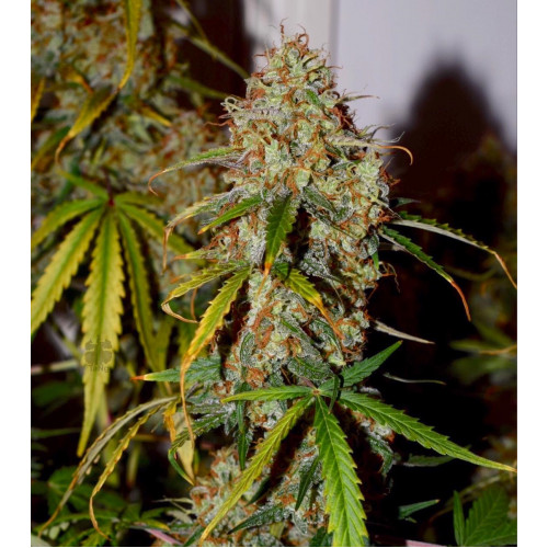 Auto Brooklyn Sunrise Feminised (поштучно) семена конопли: фото, характеристики, отзывы, описание