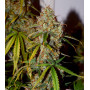 Auto Brooklyn Sunrise Feminised (поштучно) семена конопли: фото, характеристики, отзывы, описание
