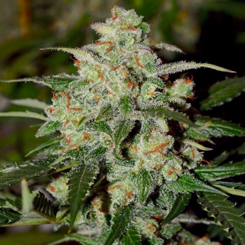 Auto Colorado Cookies Feminised (поштучно) насіння конопель: фото, характеристики, відгуки, опис Auto Colorado Cookies Feminised (поштучно) насіння конопель: фото, характеристики, відгуки, опис