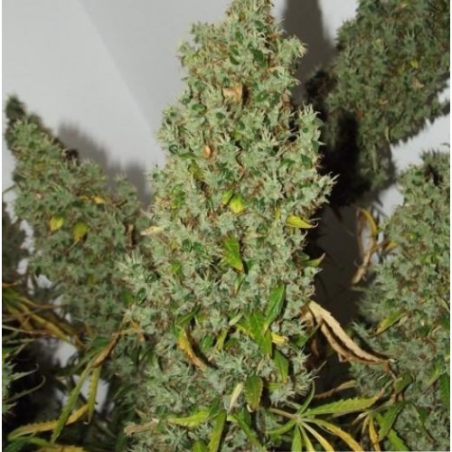 Auto Ultimate Feminised (поштучно) семена конопли: фото, характеристики, отзывы, описание