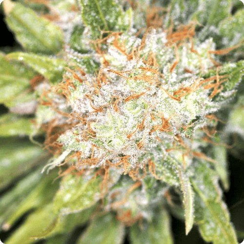 Auto Green-O-Matic Feminised семена конопли: фото, характеристики, отзывы, описание