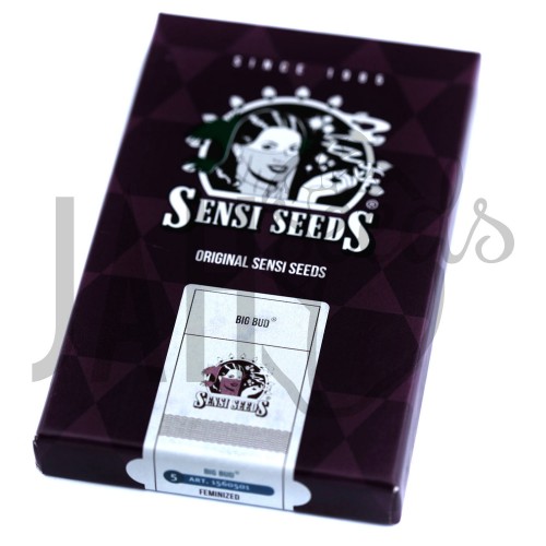 Big Bud Feminised насіння конопель: фото, характеристики, відгуки, опис Big Bud Feminised насіння конопель: фото, характеристики, відгуки, опис