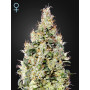 Auto Exodus Cheese CBD Feminised насіння конопель: фото, характеристики, відгуки, опис Auto Exodus Cheese CBD Feminised насіння конопель: фото, характеристики, відгуки, опис