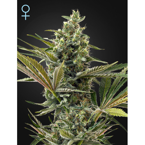 Auto Super Lemon Haze CBD Feminised насіння конопель: фото, характеристики, відгуки, опис