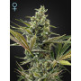 Auto Super Lemon Haze CBD Feminised насіння конопель: фото, характеристики, відгуки, опис