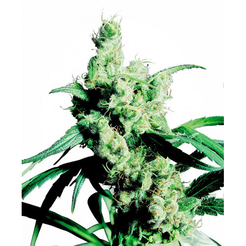 Silver Haze Feminised семена конопли: фото, характеристики, отзывы, описание