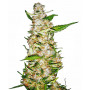 Auto Skunk #1 Feminised семена конопли: фото, характеристики, отзывы, описание Auto Skunk #1 Feminised семена конопли: фото, характеристики, отзывы, описание