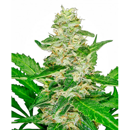 Auto Super Skunk Feminised насіння конопель: фото, характеристики, відгуки, опис Auto Super Skunk Feminised насіння конопель: фото, характеристики, відгуки, опис