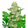 Auto Super Skunk Feminised насіння конопель: фото, характеристики, відгуки, опис Auto Super Skunk Feminised насіння конопель: фото, характеристики, відгуки, опис