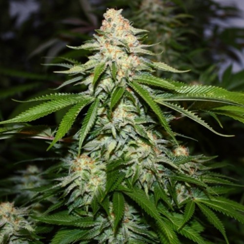 марихуана семена описание