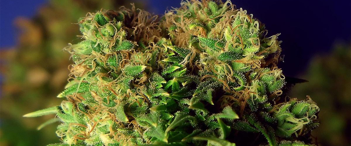 Регулярные сорта конопли