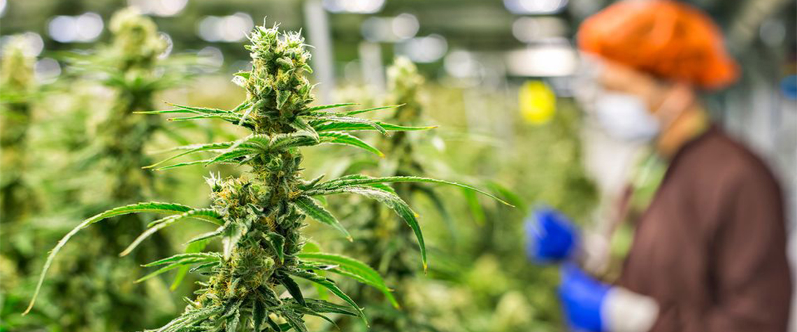 Медицинские сорта конопли в Украине