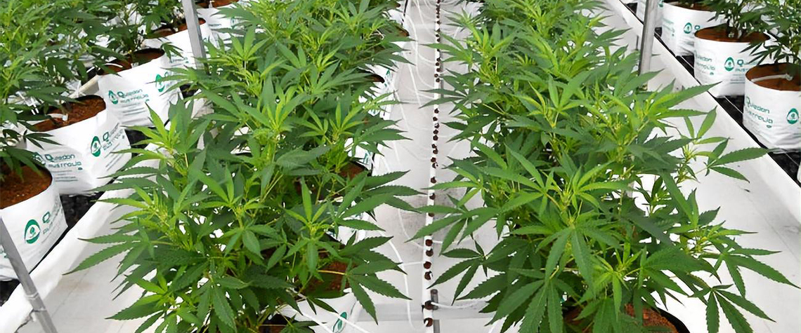 Подкормка растений конопля отношения марихуана